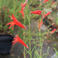 Penstemon pinifolius 'Wisley Flame'
